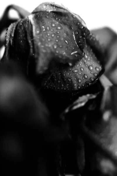 black and white photo of a rose, fuzzy and blurry floral abstract background, raindrops on the flower and leaves