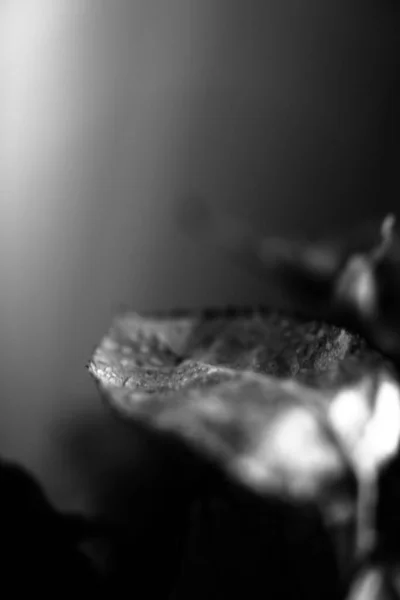 black and white photo of a rose, fuzzy and blurry floral abstract background, raindrops on the flower and leaves