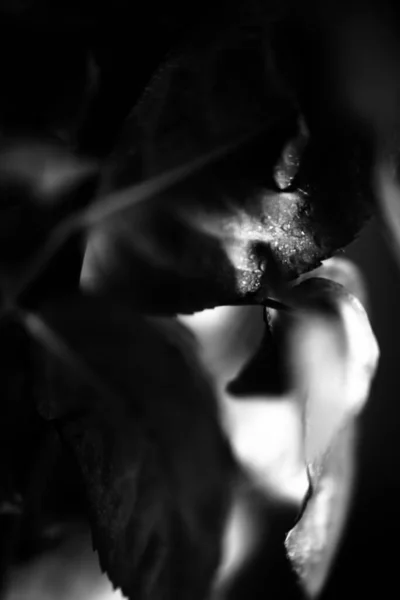 black and white photo of a rose, fuzzy and blurry floral abstract background, raindrops on the flower and leaves