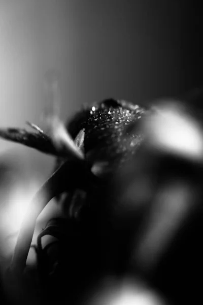 black and white photo of a rose, fuzzy and blurry floral abstract background, raindrops on the flower and leaves