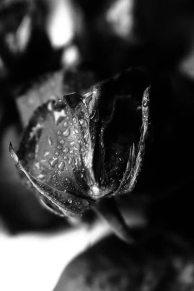 black and white photo of a rose, fuzzy and blurry floral abstract background, raindrops on the flower and leaves