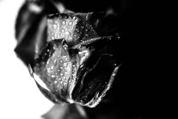 black and white photo of a rose, fuzzy and blurry floral abstract background, raindrops on the flower and leaves