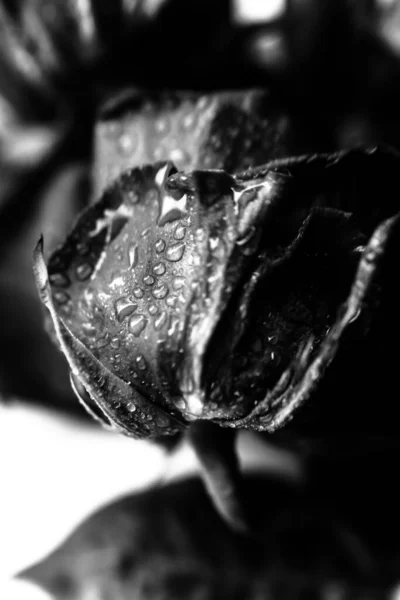black and white photo of a rose, fuzzy and blurry floral abstract background, raindrops on the flower and leaves