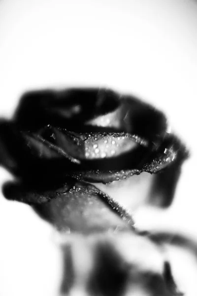 water drops on rose petals, black and white photo of flower, space for text