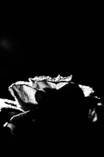 beautiful black and white photo of a rose flower, water drops close-up on rose petals, art photo of a plant, place for text