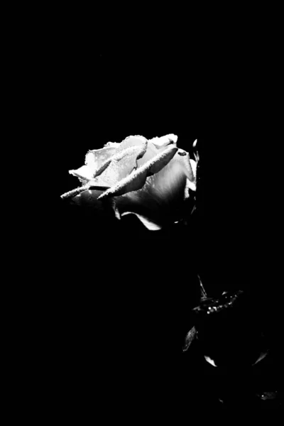 beautiful black and white photo of a rose flower, water drops close-up on rose petals, art photo of a plant, place for text