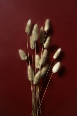 Tavşan kuyruklu tavşan kuyruklu çimen, Burgonya arka planında buket dikmek. Düz yatış, üst görünüm.