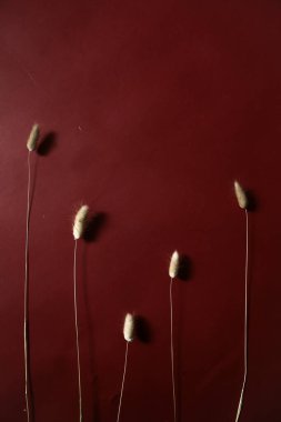 Tavşan kuyruklu tavşan kuyruklu çimen, Burgonya arka planında buket dikmek. Düz yatış, üst görünüm.