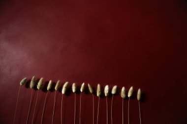 Tavşan tavşan kuyruklu çimen bitkisi bordo arka planda dizilmiş. Düz yatış, üst görünüm.