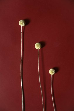 Üç bitki dalı, Burgonya arka planında kuru sarı craspedia. Düz yatış, üst görünüm.