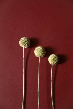 Üç bitki dalı, Burgonya arka planında kuru sarı craspedia. Düz yatış, üst görünüm.