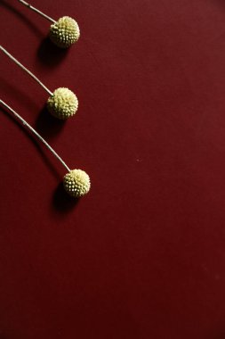 Üç bitki dalı, Burgonya arka planında kuru sarı craspedia. Düz yatış, üst görünüm.