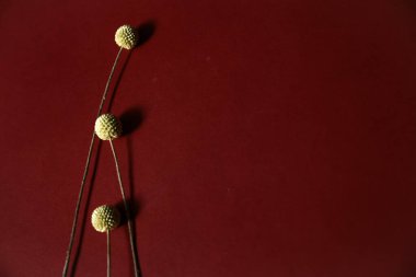 Üç bitki dalı, Burgonya arka planında kuru sarı craspedia. Düz yatış, üst görünüm.