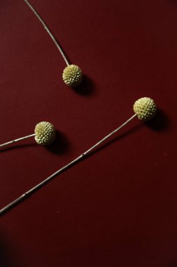 Üç bitki dalı, Burgonya arka planında kuru sarı craspedia. Düz yatış, üst görünüm.