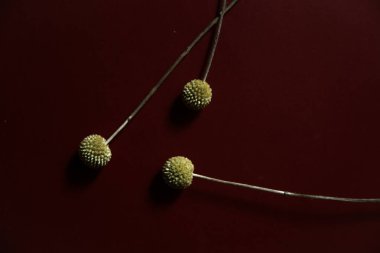 Üç bitki dalı, Burgonya arka planında kuru sarı craspedia. Düz yatış, üst görünüm.