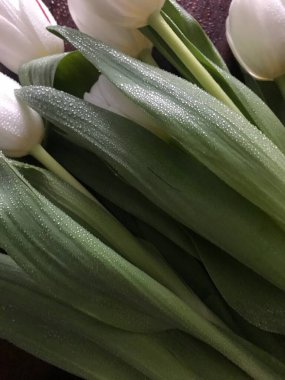 laleler karanlıkta beyaza yakın.