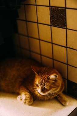 kırmızı kedi, yakın plan.