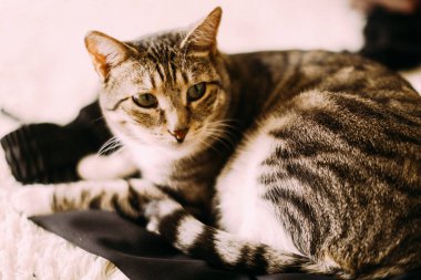 kırmızı kedi, yakın plan.