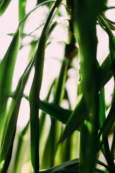 熱帯植物の葉の緑の抽象的背景枝のシルエット — ストック写真