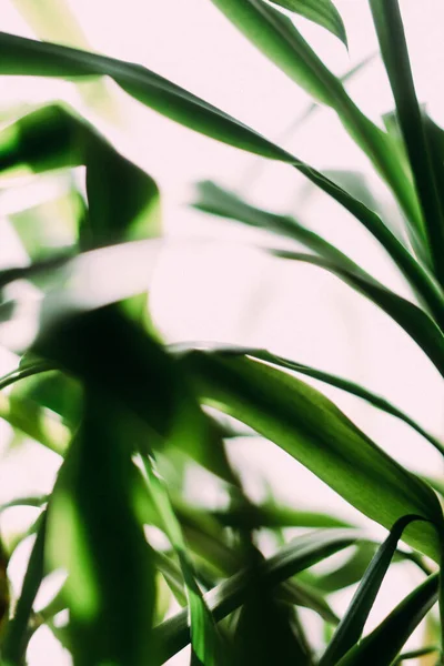 熱帯植物の葉の緑の抽象的背景枝のシルエット — ストック写真