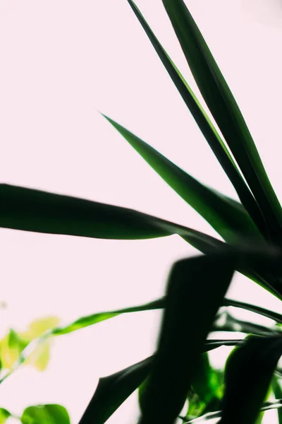 熱帯植物の葉の緑の抽象的背景枝のシルエット — ストック写真