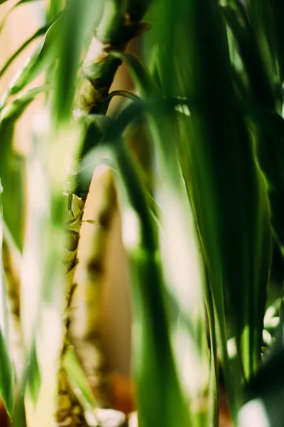 熱帯植物の葉の緑の抽象的背景枝のシルエット — ストック写真