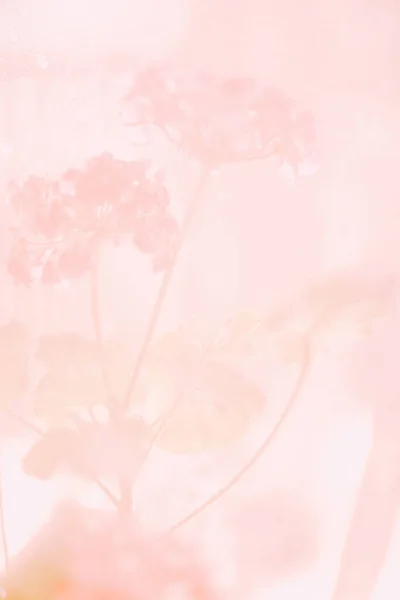 Flores Abstratas Rosa Floral Fundo Mola Macia — Fotografia de Stock