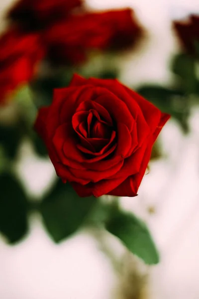 Bouquet Rose Rosse Astratto Floreale Fuzzy Vintage Sfondo Floreale — Foto Stock