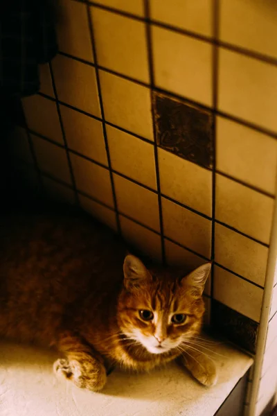 Czerwony Kot Zbliżenie — Zdjęcie stockowe