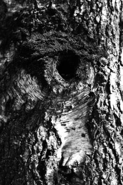 Ağaçların siluetleri, doğanın siyah ve beyaz minimalist manzarası