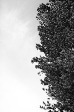 Ağaçların siluetleri, doğanın siyah ve beyaz minimalist manzarası