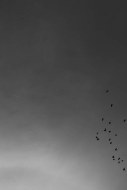 Gökyüzündeki kuş sürüsü, hayvanlar aleminin siyah beyaz fotoğrafı.