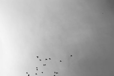 Gökyüzündeki kuş sürüsü, hayvanlar aleminin siyah beyaz fotoğrafı.