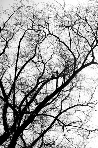 Σιλουέτες Δέντρων Ασπρόμαυρο Μινιμαλιστικό Τοπίο Της Φύσης — Φωτογραφία Αρχείου