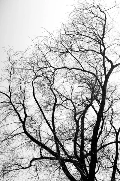 Silhouettes Arbres Paysage Minimaliste Noir Blanc Nature — Photo