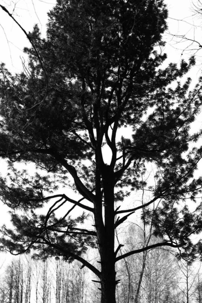 Silhuetas Árvores Paisagem Minimalista Preto Branco Natureza — Fotografia de Stock