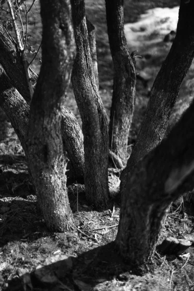 Силуэты Деревьев Черно Белый Минималистический Ландшафт Природы — стоковое фото