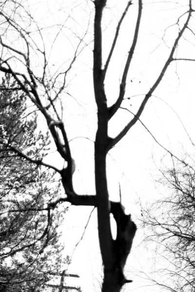 Silhouetten Van Bomen Zwart Wit Minimalistisch Landschap Van Natuur — Stockfoto