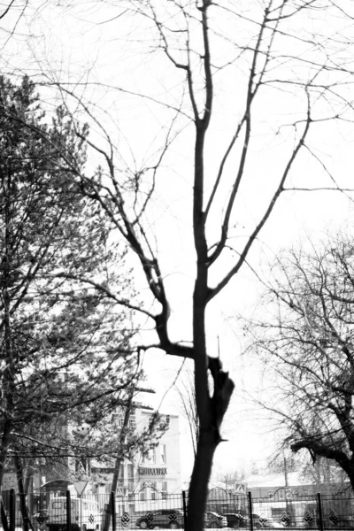 Silhouettes Arbres Paysage Minimaliste Noir Blanc Nature — Photo