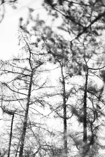 Silhouette Alberi Bianco Nero Paesaggio Minimalista Della Natura — Foto Stock