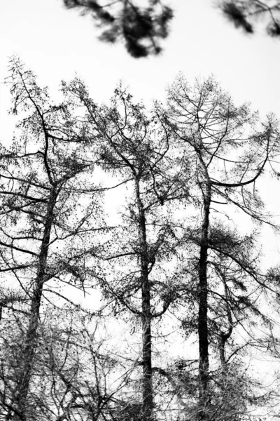Baumsilhouetten Schwarz Weiße Minimalistische Landschaft Der Natur — Stockfoto