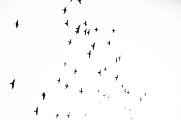 Troupeau Oiseaux Dans Ciel Photo Noir Blanc Monde Animal — Photo