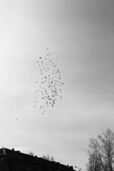 Troupeau Oiseaux Dans Ciel Photo Noir Blanc Monde Animal — Photo