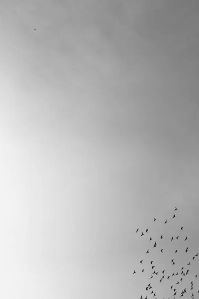 Flock Birds Sky Black White Photo Animal World — Stock Photo, Image