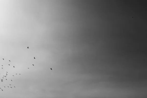 Flock Birds Sky Black White Photo Animal World — Stock Photo, Image