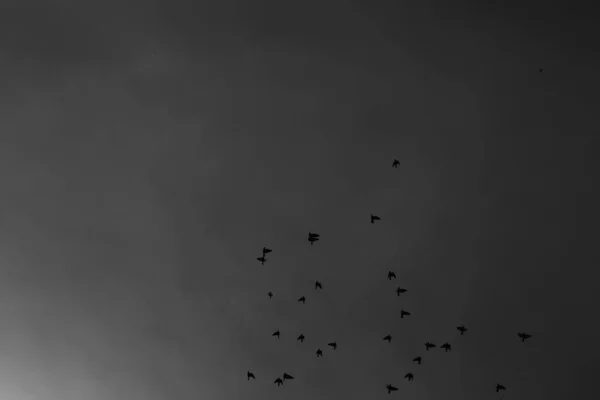 Flock Birds Sky Black White Photo Animal World — Stock Photo, Image