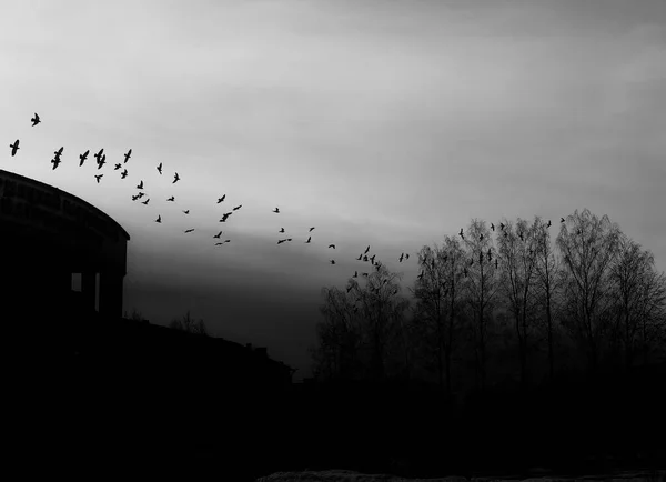 Flock Birds Urban Environment Silhouettes Flying Birds — Stock Photo, Image