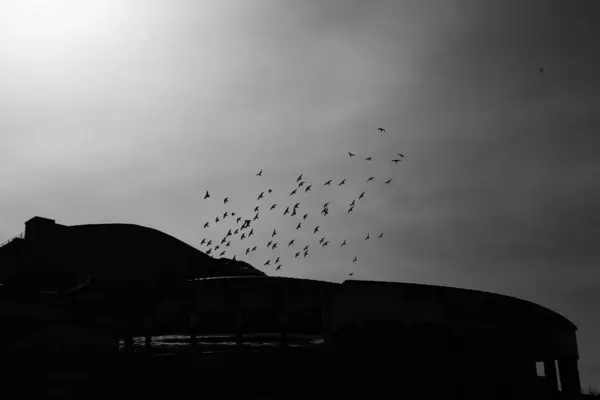 Flock Birds Urban Environment Silhouettes Flying Birds — Stock Photo, Image