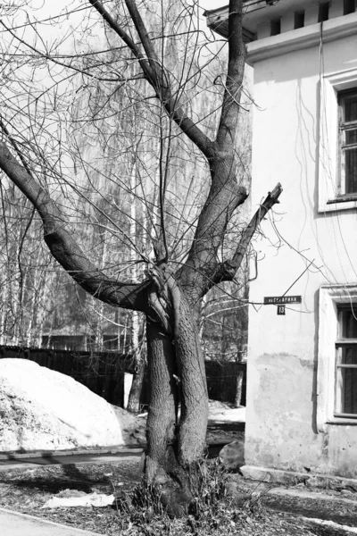 Siluetas Árboles Paisaje Minimalista Blanco Negro Naturaleza —  Fotos de Stock