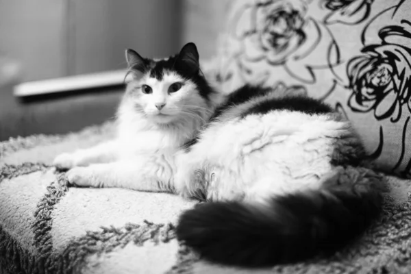 Portret Van Een Kat Zwart Wit Frame Van Een Huisdier — Stockfoto